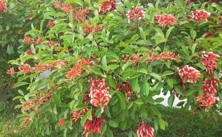 Fotografia da espécie Erythrina crista-galli