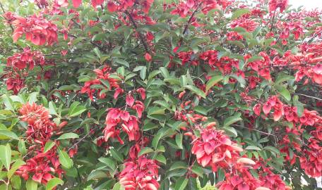 Fotografia da espécie Erythrina crista-galli