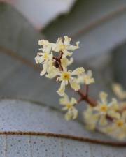 Fotografia da espécie Aextoxicon punctatum