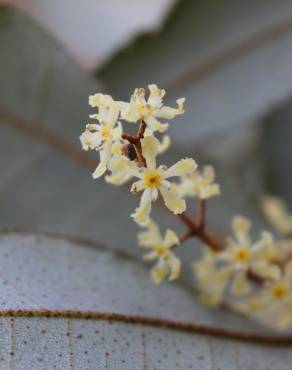 Fotografia 1 da espécie Aextoxicon punctatum no Jardim Botânico UTAD