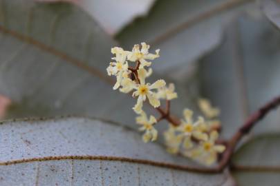 Fotografia da espécie Aextoxicon punctatum