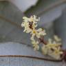 Fotografia 1 da espécie Aextoxicon punctatum do Jardim Botânico UTAD