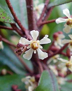 Fotografia 3 da espécie Aextoxicon punctatum no Jardim Botânico UTAD