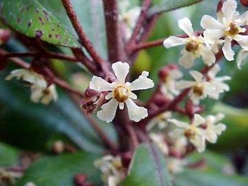 Fotografia da espécie Aextoxicon punctatum