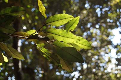 Fotografia da espécie Aextoxicon punctatum