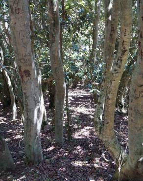 Fotografia 5 da espécie Aextoxicon punctatum no Jardim Botânico UTAD