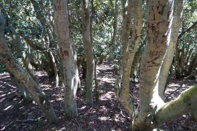 Fotografia da espécie Aextoxicon punctatum