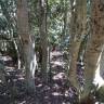 Fotografia 5 da espécie Aextoxicon punctatum do Jardim Botânico UTAD