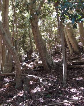 Fotografia 9 da espécie Aextoxicon punctatum no Jardim Botânico UTAD