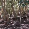 Fotografia 9 da espécie Aextoxicon punctatum do Jardim Botânico UTAD