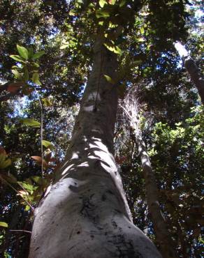 Fotografia 10 da espécie Aextoxicon punctatum no Jardim Botânico UTAD