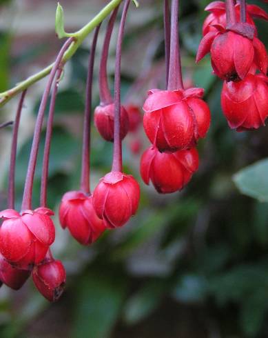 Fotografia de capa Berberidopsis corallina - do Jardim Botânico