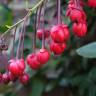 Fotografia 1 da espécie Berberidopsis corallina do Jardim Botânico UTAD