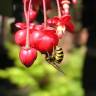Fotografia 3 da espécie Berberidopsis corallina do Jardim Botânico UTAD