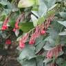 Fotografia 8 da espécie Berberidopsis corallina do Jardim Botânico UTAD