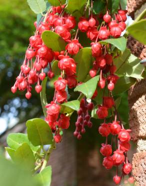 Fotografia 10 da espécie Berberidopsis corallina no Jardim Botânico UTAD