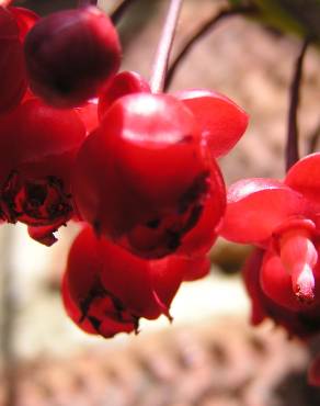 Fotografia 11 da espécie Berberidopsis corallina no Jardim Botânico UTAD