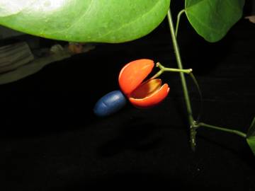 Fotografia da espécie Erythropalum scandens