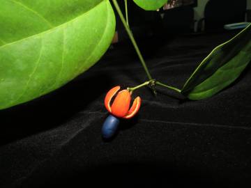 Fotografia da espécie Erythropalum scandens