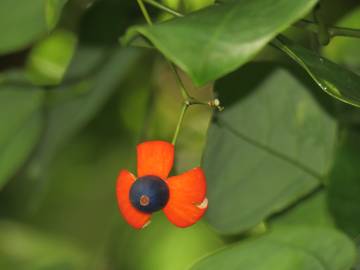 Fotografia da espécie Erythropalum scandens