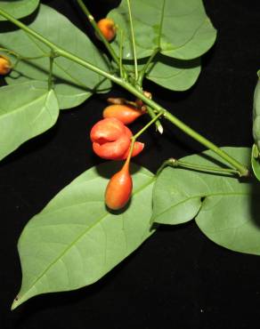 Fotografia 5 da espécie Erythropalum scandens no Jardim Botânico UTAD