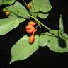 Fotografia 5 da espécie Erythropalum scandens do Jardim Botânico UTAD