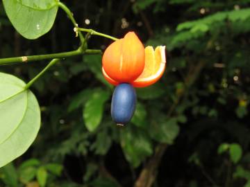Fotografia da espécie Erythropalum scandens