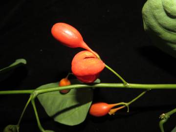 Fotografia da espécie Erythropalum scandens