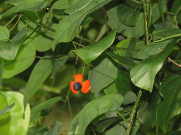 Fotografia da espécie Erythropalum scandens