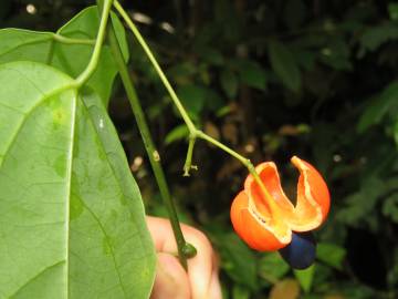 Fotografia da espécie Erythropalum scandens