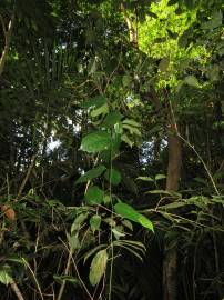 Fotografia da espécie Erythropalum scandens