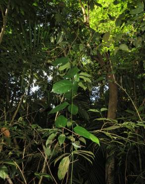 Fotografia 12 da espécie Erythropalum scandens no Jardim Botânico UTAD