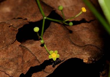 Fotografia da espécie Erythropalum scandens