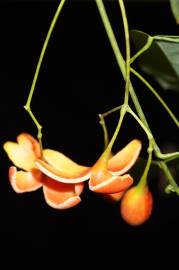 Fotografia da espécie Erythropalum scandens