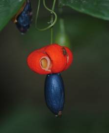 Fotografia da espécie Erythropalum scandens