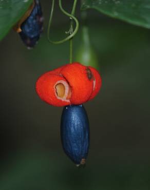 Fotografia 16 da espécie Erythropalum scandens no Jardim Botânico UTAD