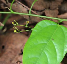 Fotografia da espécie Erythropalum scandens