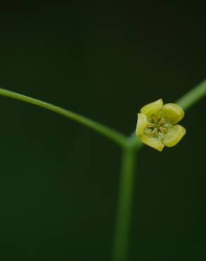 Fotografia 18 da espécie Erythropalum scandens no Jardim Botânico UTAD