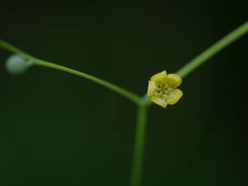 Fotografia da espécie Erythropalum scandens