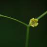 Fotografia 18 da espécie Erythropalum scandens do Jardim Botânico UTAD