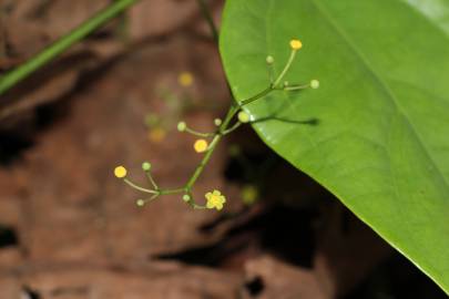 Fotografia da espécie Erythropalum scandens
