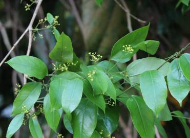 Fotografia da espécie Erythropalum scandens