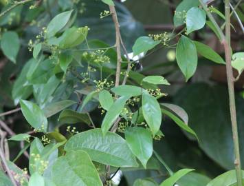 Fotografia da espécie Erythropalum scandens