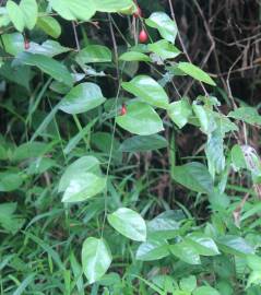 Fotografia da espécie Erythropalum scandens