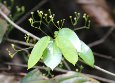 Fotografia da espécie Erythropalum scandens