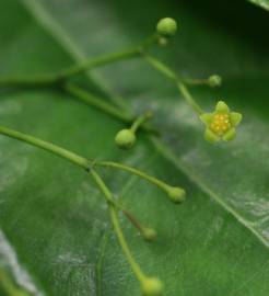 Fotografia da espécie Erythropalum scandens