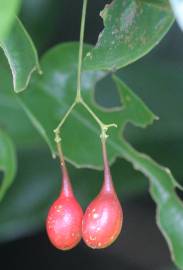 Fotografia da espécie Erythropalum scandens