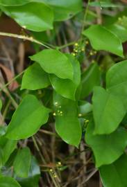 Fotografia da espécie Erythropalum scandens