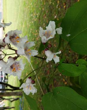 Fotografia 13 da espécie Catalpa bignonioides no Jardim Botânico UTAD