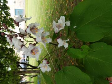 Fotografia da espécie Catalpa bignonioides